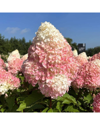 Гортензія волотиста ’Лівінг Саммер Лав’ (біло-рожева)|Hydrangea paniculata ‘Living Summer Love’|Гортензия метельчатая ’Ливинг Саммер Лав’ (бело-розовая)