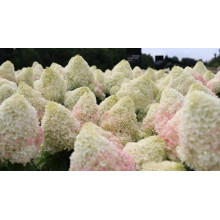 Гортензія волотиста ’Лівінг Саммер Лав’ (біло-рожева)|Hydrangea paniculata ‘Living Summer Love’|Гортензия метельчатая ’Ливинг Саммер Лав’ (бело-розовая)