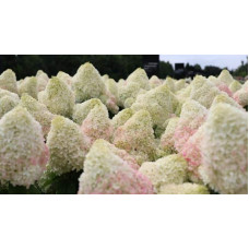 Гортензія волотиста ’Лівінг Саммер Лав’ (біло-рожева)|Hydrangea paniculata ‘Living Summer Love’|Гортензия метельчатая ’Ливинг Саммер Лав’ (бело-розовая)