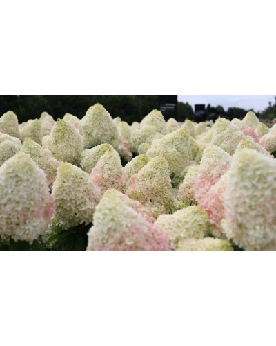 Гортензія волотиста ’Лівінг Саммер Лав’ (біло-рожева)|Hydrangea paniculata ‘Living Summer Love’|Гортензия метельчатая ’Ливинг Саммер Лав’ (бело-розовая)