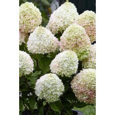 Гортензія волотиста ’Лівінг Саммер Лав’ (біло-рожева)|Hydrangea paniculata ‘Living Summer Love’|Гортензия метельчатая ’Ливинг Саммер Лав’ (бело-розовая)