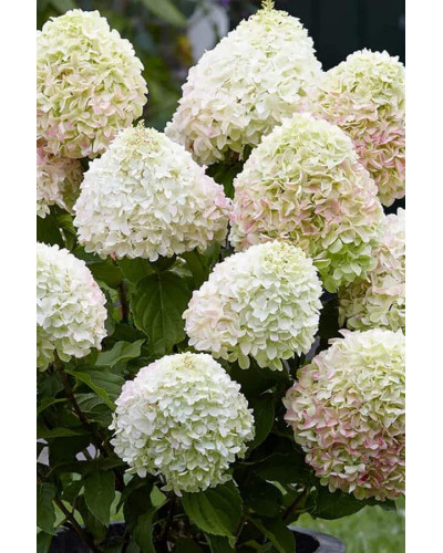 Гортензія волотиста ’Лівінг Саммер Лав’ (біло-рожева)|Hydrangea paniculata ‘Living Summer Love’|Гортензия метельчатая ’Ливинг Саммер Лав’ (бело-розовая)