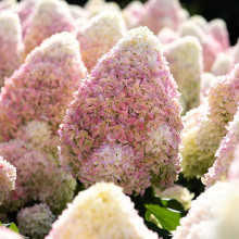 Гортензія волотиста ’Лівінг Саммер Лав’ (біло-рожева)|Hydrangea paniculata ‘Living Summer Love’|Гортензия метельчатая ’Ливинг Саммер Лав’ (бело-розовая)
