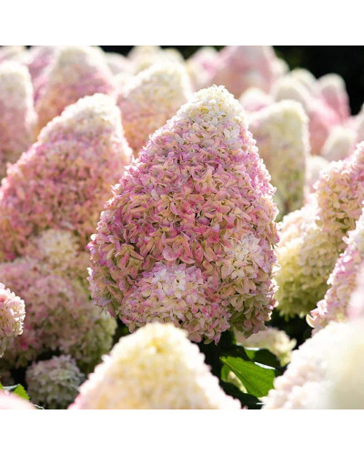 Гортензія волотиста ’Лівінг Саммер Лав’ (біло-рожева)|Hydrangea paniculata ‘Living Summer Love’|Гортензия метельчатая ’Ливинг Саммер Лав’ (бело-розовая)