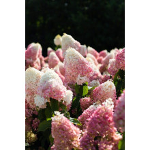 Гортензія волотиста ’Лівінг Стравбері Блоссом’ (біло-рожева)|Hydrangea paniculata ’Living Strawberry Blossom’|Гортензия метельчатая ’Ливинг Строббери Блоссом’ (бело-розовая)