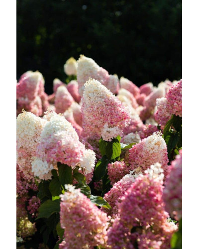 Гортензія волотиста ’Лівінг Стравбері Блоссом’ (біло-рожева)|Hydrangea paniculata ’Living Strawberry Blossom’|Гортензия метельчатая ’Ливинг Строббери Блоссом’ (бело-розовая)