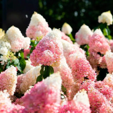 Гортензія волотиста ’Лівінг Стравбері Блоссом’ (біло-рожева)|Hydrangea paniculata ’Living Strawberry Blossom’|Гортензия метельчатая ’Ливинг Строббери Блоссом’ (бело-розовая)