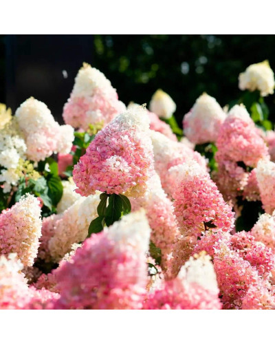 Гортензія волотиста ’Лівінг Стравбері Блоссом’ (біло-рожева)|Hydrangea paniculata ’Living Strawberry Blossom’|Гортензия метельчатая ’Ливинг Строббери Блоссом’ (бело-розовая)