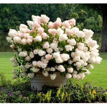 Гортензія волотиста ’Лівінг Стравбері Блоссом’ (біло-рожева)|Hydrangea paniculata ’Living Strawberry Blossom’|Гортензия метельчатая ’Ливинг Строббери Блоссом’ (бело-розовая)