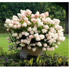 Гортензія волотиста ’Лівінг Стравбері Блоссом’ (біло-рожева)|Hydrangea paniculata ’Living Strawberry Blossom’|Гортензия метельчатая ’Ливинг Строббери Блоссом’ (бело-розовая)