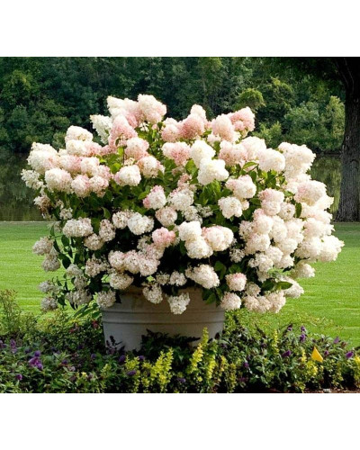 Гортензія волотиста ’Лівінг Стравбері Блоссом’ (біло-рожева)|Hydrangea paniculata ’Living Strawberry Blossom’|Гортензия метельчатая ’Ливинг Строббери Блоссом’ (бело-розовая)