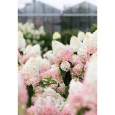 Гортензія волотиста ’Лівінг Стравбері Блоссом’ (біло-рожева)|Hydrangea paniculata ’Living Strawberry Blossom’|Гортензия метельчатая ’Ливинг Строббери Блоссом’ (бело-розовая)