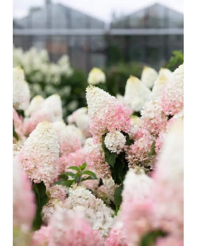 Гортензія волотиста ’Лівінг Стравбері Блоссом’ (біло-рожева)|Hydrangea paniculata ’Living Strawberry Blossom’|Гортензия метельчатая ’Ливинг Строббери Блоссом’ (бело-розовая)