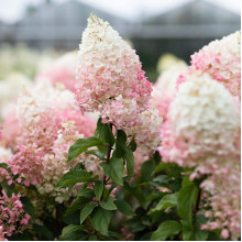 Гортензія волотиста ’Лівінг Стравбері Блоссом’ (біло-рожева)|Hydrangea paniculata ’Living Strawberry Blossom’|Гортензия метельчатая ’Ливинг Строббери Блоссом’ (бело-розовая)