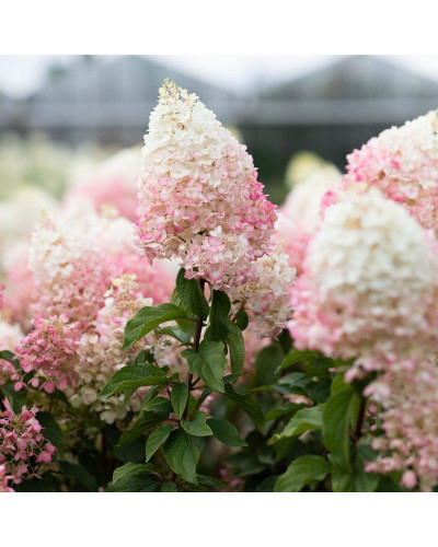 Гортензія волотиста ’Лівінг Стравбері Блоссом’ (біло-рожева)|Hydrangea paniculata ’Living Strawberry Blossom’|Гортензия метельчатая ’Ливинг Строббери Блоссом’ (бело-розовая)