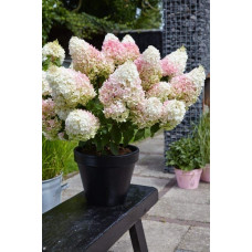 Гортензія волотиста ’Лівінг Стравбері Блоссом’ (біло-рожева)|Hydrangea paniculata ’Living Strawberry Blossom’|Гортензия метельчатая ’Ливинг Строббери Блоссом’ (бело-розовая)