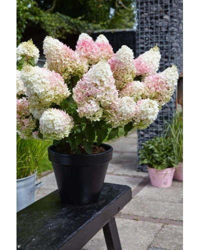 Гортензія волотиста ’Лівінг Стравбері Блоссом’ (біло-рожева)|Hydrangea paniculata ’Living Strawberry Blossom’|Гортензия метельчатая ’Ливинг Строббери Блоссом’ (бело-розовая)