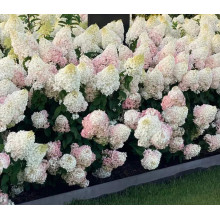 Гортензія волотиста ’Лівінг Стравбері Блоссом’ (біло-рожева)|Hydrangea paniculata ’Living Strawberry Blossom’|Гортензия метельчатая ’Ливинг Строббери Блоссом’ (бело-розовая)