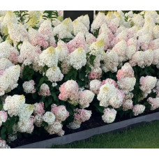Гортензія волотиста ’Лівінг Стравбері Блоссом’ (біло-рожева)|Hydrangea paniculata ’Living Strawberry Blossom’|Гортензия метельчатая ’Ливинг Строббери Блоссом’ (бело-розовая)