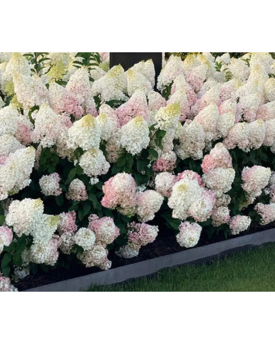 Гортензія волотиста ’Лівінг Стравбері Блоссом’ (біло-рожева)|Hydrangea paniculata ’Living Strawberry Blossom’|Гортензия метельчатая ’Ливинг Строббери Блоссом’ (бело-розовая)