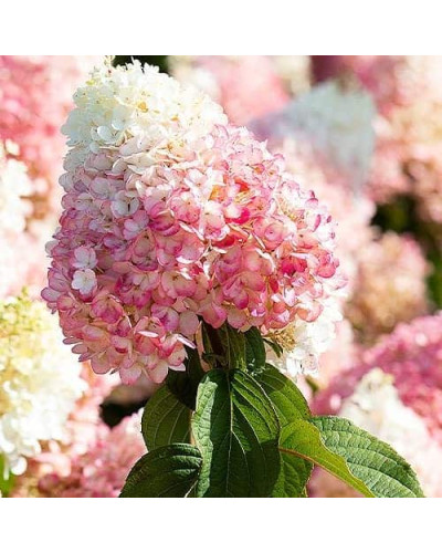 Гортензія волотиста ’Лівінг Стравбері Блоссом’ (біло-рожева)|Hydrangea paniculata ’Living Strawberry Blossom’|Гортензия метельчатая ’Ливинг Строббери Блоссом’ (бело-розовая)