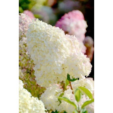 Гортензія волотиста Діамантіно | Hydrangea paniculata Diamantino | Гортензия метельчатая Диамантино