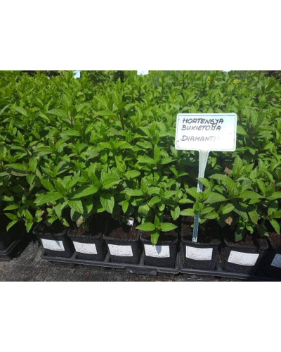 Гортензія волотиста Діамантіно | Hydrangea paniculata Diamantino | Гортензия метельчатая Диамантино