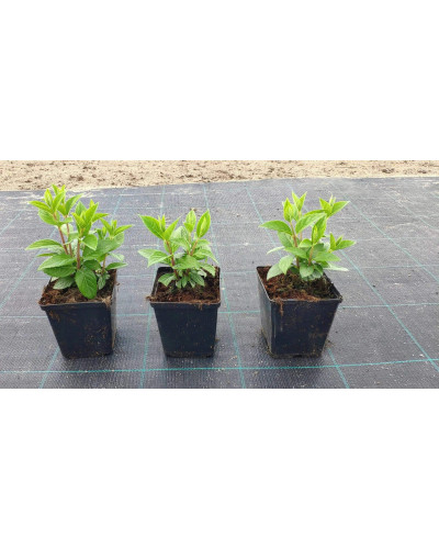 Гортензія волотиста Діамантіно | Hydrangea paniculata Diamantino | Гортензия метельчатая Диамантино