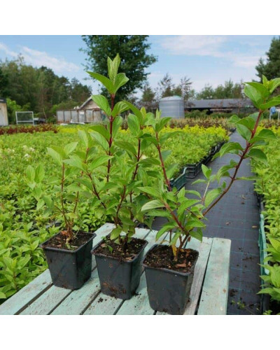 Гортензія волотиста Діамантіно | Hydrangea paniculata Diamantino | Гортензия метельчатая Диамантино