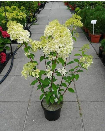 Гортензія волотиста Діамантіно | Hydrangea paniculata Diamantino | Гортензия метельчатая Диамантино