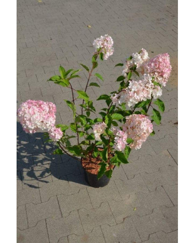 Гортензія волотиста Діамантіно | Hydrangea paniculata Diamantino | Гортензия метельчатая Диамантино