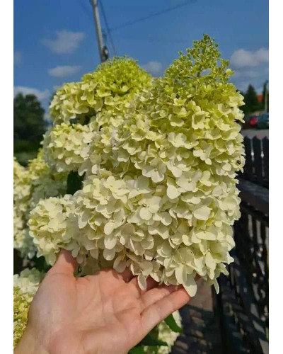 Гортензія волотиста Діамантіно | Hydrangea paniculata Diamantino | Гортензия метельчатая Диамантино