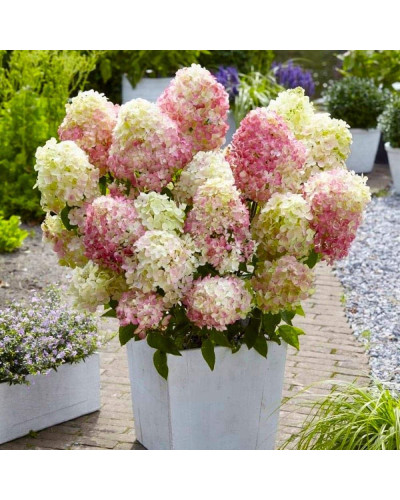 Гортензія волотиста Діамантіно | Hydrangea paniculata Diamantino | Гортензия метельчатая Диамантино