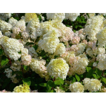 Гортензія волотиста Діамантіно | Hydrangea paniculata Diamantino | Гортензия метельчатая Диамантино