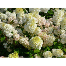 Гортензія волотиста Діамантіно | Hydrangea paniculata Diamantino | Гортензия метельчатая Диамантино