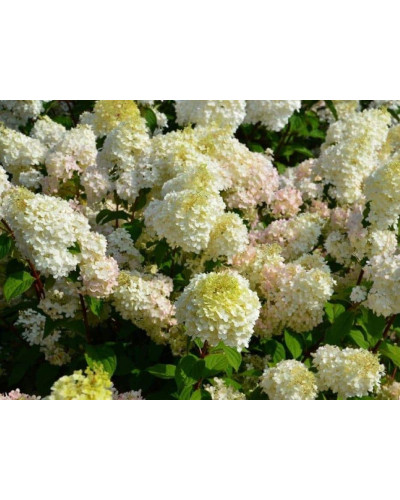 Гортензія волотиста Діамантіно | Hydrangea paniculata Diamantino | Гортензия метельчатая Диамантино