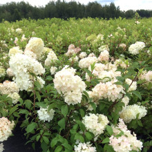 Гортензія волотиста Діамантіно | Hydrangea paniculata Diamantino | Гортензия метельчатая Диамантино