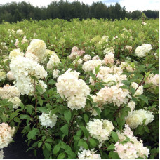Гортензія волотиста Діамантіно | Hydrangea paniculata Diamantino | Гортензия метельчатая Диамантино