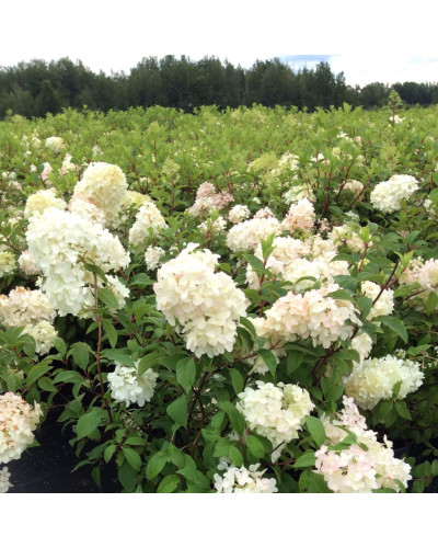 Гортензія волотиста Діамантіно | Hydrangea paniculata Diamantino | Гортензия метельчатая Диамантино