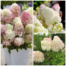 Гортензія волотиста Діамантіно | Hydrangea paniculata Diamantino | Гортензия метельчатая Диамантино