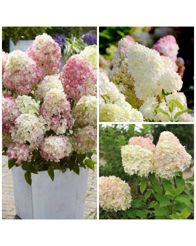 Гортензія волотиста Діамантіно | Hydrangea paniculata Diamantino | Гортензия метельчатая Диамантино