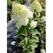 Гортензія волотиста Діамантіно | Hydrangea paniculata Diamantino | Гортензия метельчатая Диамантино