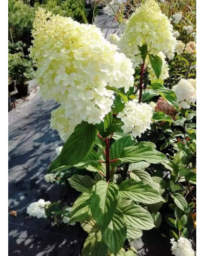 Гортензія волотиста Діамантіно | Hydrangea paniculata Diamantino | Гортензия метельчатая Диамантино