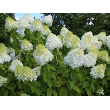 Гортензія волотиста Діамантіно | Hydrangea paniculata Diamantino | Гортензия метельчатая Диамантино