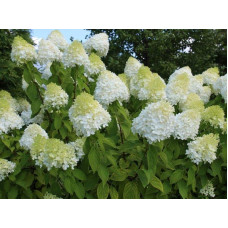 Гортензія волотиста Діамантіно | Hydrangea paniculata Diamantino | Гортензия метельчатая Диамантино