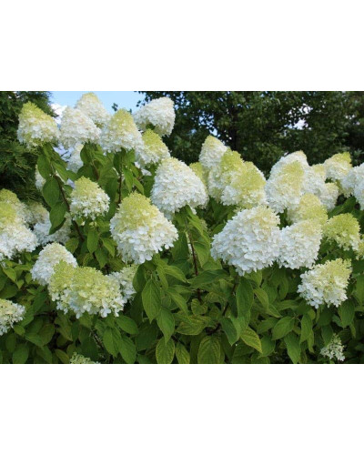 Гортензія волотиста Діамантіно | Hydrangea paniculata Diamantino | Гортензия метельчатая Диамантино