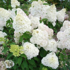 Гортензія волотиста Діамантіно | Hydrangea paniculata Diamantino | Гортензия метельчатая Диамантино