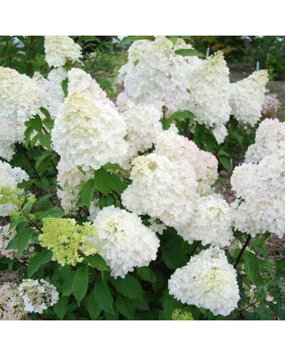 Гортензія волотиста Діамантіно | Hydrangea paniculata Diamantino | Гортензия метельчатая Диамантино