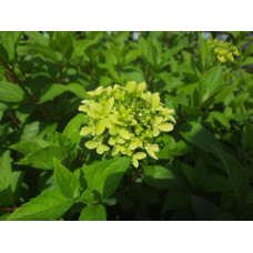 Гортензія волотиста Діамантіно | Hydrangea paniculata Diamantino | Гортензия метельчатая Диамантино