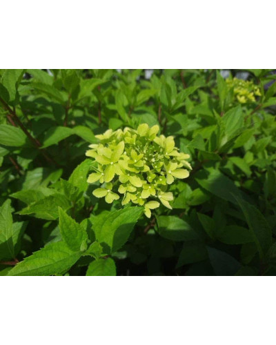 Гортензія волотиста Діамантіно | Hydrangea paniculata Diamantino | Гортензия метельчатая Диамантино
